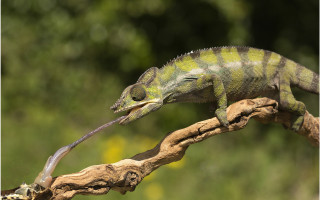 Lizard branch long tail macro - david young cameron free wallpaper