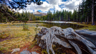 Fallen tree mountain lake snow - fallen free wallpaper