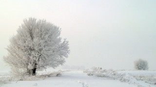 Lone tree snowy field tracks - the snow free wallpaper