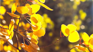 Yellow leaves tree bokeh autumn - a close up of a tree free wallpaper