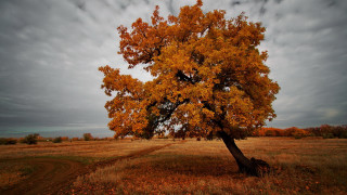 Autumn tree yellow leaves dusk - autumn free wallpaper