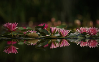 Pink flowers lake leaves impressionist - the side of the water free wallpaper