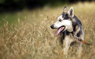 Husky tallgrass openmouth animalphotography colorfield - a husky dog free wallpaper