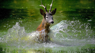 Deer splash water pond aurora - impressionist free wallpaper