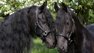 Black horses field white flowers - white flower free wallpaper