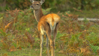 Deer field grass weeds blurry - female free wallpaper