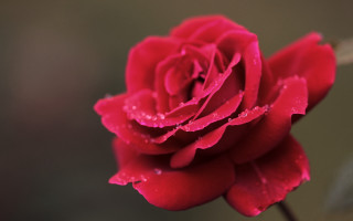 Red rose water droplets macro 43 - stem free wallpaper