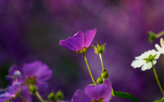 Pink lily hydrangea wisteria leaf - ann thetis blacker free wallpaper