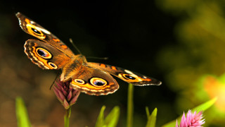 Butterfly flower sunlight macro photography - dionisiu free wallpaper