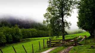 Wooden gate grassy field fog - a grassy field free wallpaper