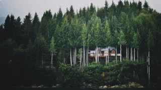 House forest boat trees peaceful - a row of trees free wallpaper