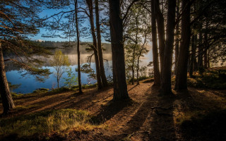 Forest lake fog autumn bare 2 - a lake in the background free wallpaper