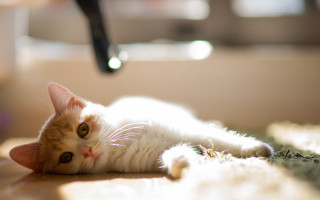 Cat wide eyes floor hairdryer - sunlight free wallpaper