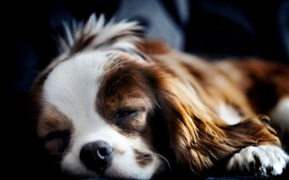 Dog sleeping couch portrait blurry - his eye free wallpaper