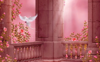 White bird flying pink building - a white bird free wallpaper for desktop