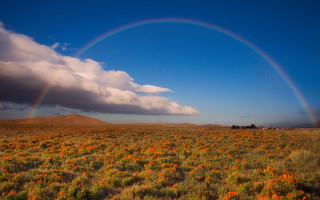Rainbow flower field sky clouds - a rainbow free wallpaper