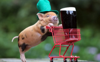 Pig pushing cart beer green - a beer free wallpaper