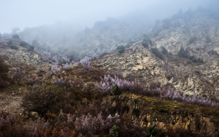 Mountain trees foggy sky mist - the side of the mountain free wallpaper