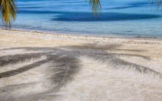 Palm shadow beach blue ocean - a blue ocean in the background free wallpaper