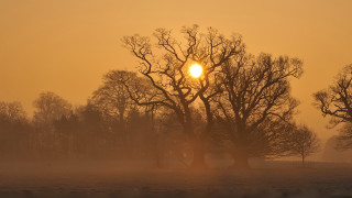 Foggy field trees sun yellow - a yellow sky in the background free wallpaper