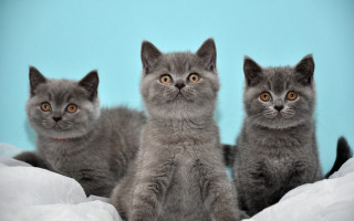 Three kittens blue background white - grey background free wallpaper