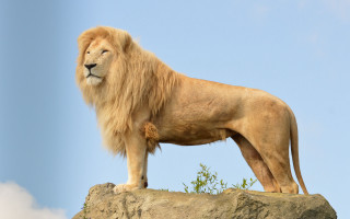 Lion rock blue sky clouds - a lion free wallpaper