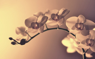 White flower vase yellow background - a yellow background behind free wallpaper