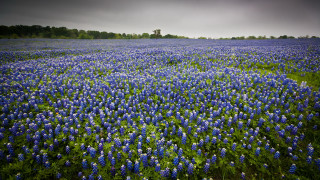 Blue flower field tree dark - a lone tree in the distance free wallpaper