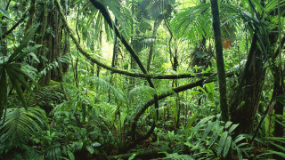 Lush green forest bench sunny - jungle free wallpaper