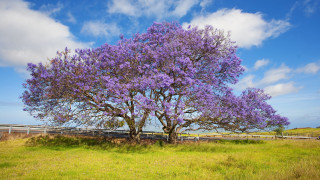 Purple tree field fence sky - a grassy field free wallpaper