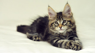 Kitten white bed fur sad - a small kitten free wallpaper