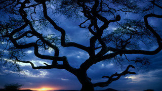 Tree sunset clouds autumn branches - sunset free wallpaper
