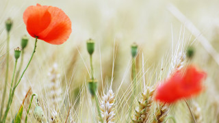 Poppy wheat field grain stalk - clovis trouille free wallpaper