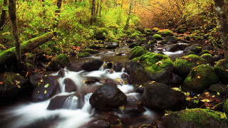 Lush forest stream rocks trees - a stream free wallpaper