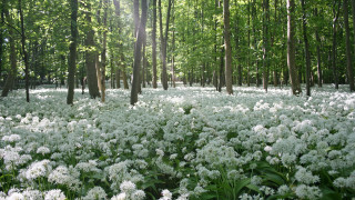 White flower forest sunlight nature - cornelia parker free wallpaper