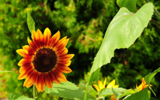 Sunflower green leaves bush trees - a sunflower free wallpaper