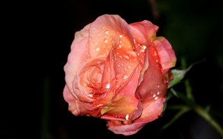 Pink rose water droplets macro 18 - a pink rose free wallpaper