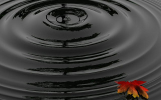 Red yellow leaf pond ripples - a pond of water free wallpaper