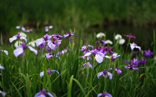 Purple flower field stream blurry - asai chū free wallpaper