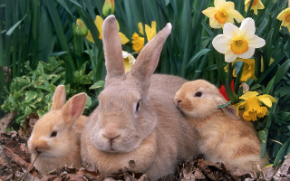 Rabbit flower field beatrix potter - beatrix potter free wallpaper