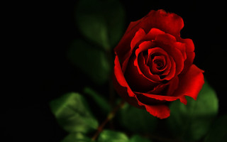 Red rose green leaves black 2 - a red rose free wallpaper