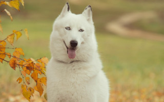 White dog blue eyes field - a photocopy free wallpaper