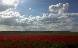 Red flowers cloudy sky wind 2 - under a cloudy sky free wallpaper
