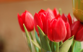 Red flower vase coffee still - red flower free wallpaper