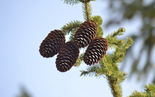Pinecones branch blue sky nature - a blue sky in the background free wallpaper for desktop
