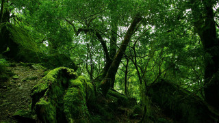 Lush green forest moss covered 2 - rock and trees free wallpaper
