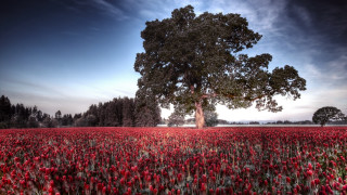 Tree red flowers blue sky - under a blue sky free wallpaper
