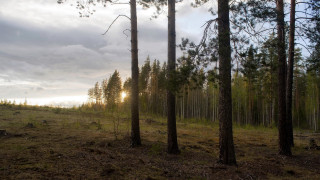 Forest sky sunlight matte ecological - arkhip kuindzhi free wallpaper