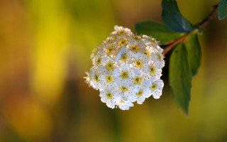 White flower green leaves sunlight 3 - macro photography free wallpaper