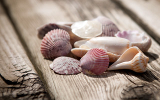 Sea shells wooden table outdoors - a wooden table top free wallpaper